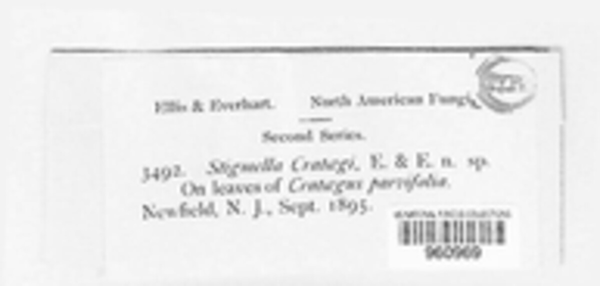Stemphylium crataegi image